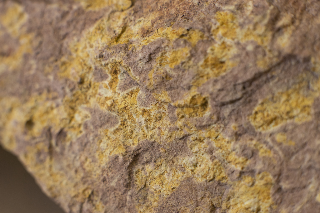 A paleosol sedimentary rock has yellow and green areas that are remnants of ancient plant roots that once lived in the soil. 