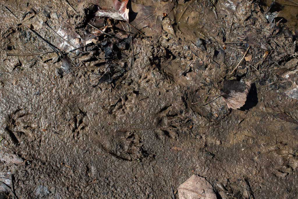 Raccoon prints in the mud near one of Vest’s trapping spots in Stewart, Ohio, on March 21, 2022. Over his years of trapping, Vest has become highly aware of the world around, noticing small details such as tracks or fur on the ground that many would miss.  