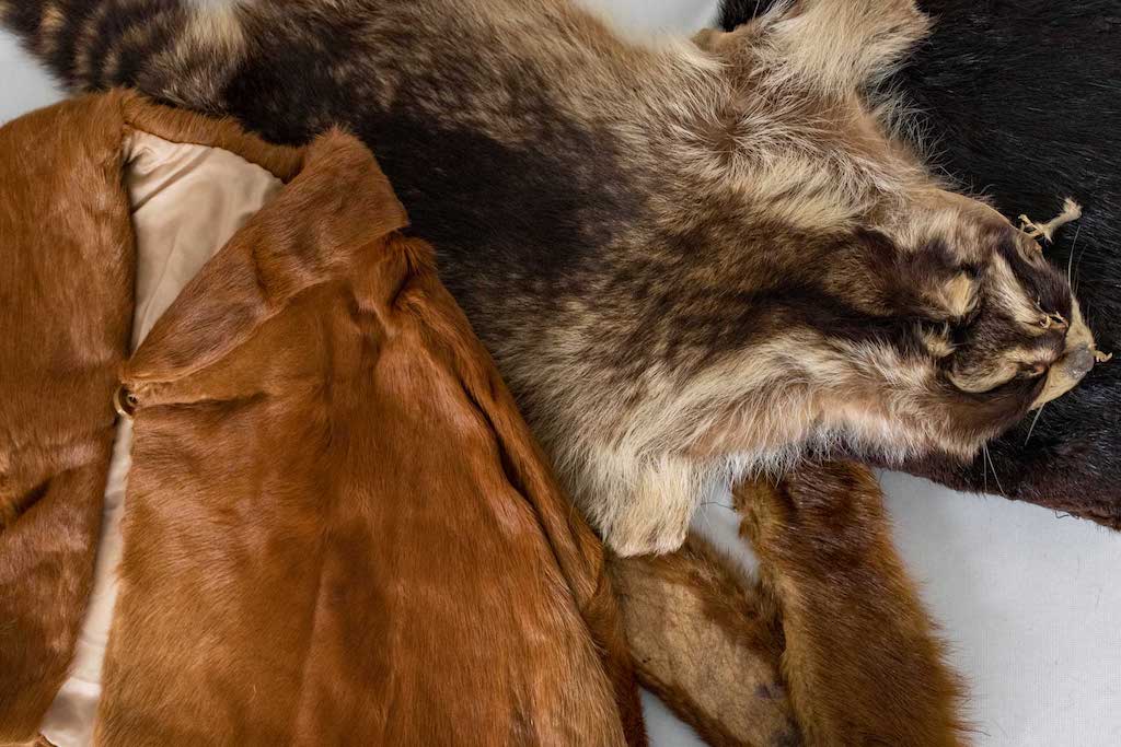 Phot of the furs skinned from different animals and a fur coat of made from an animal.