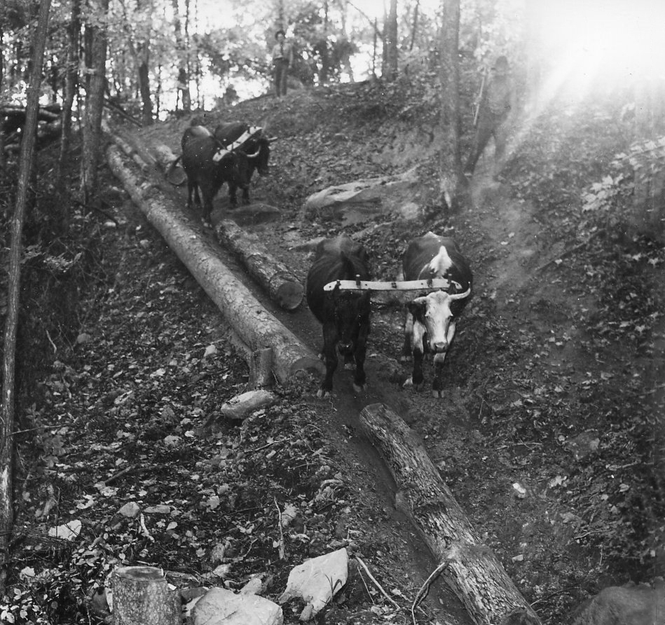 Three oxen pulling logs down a steep embankment on the trail to the sawmill in the Wayne National Forest - Image from 1940 | Courtesy of the Southeast Ohio History Center