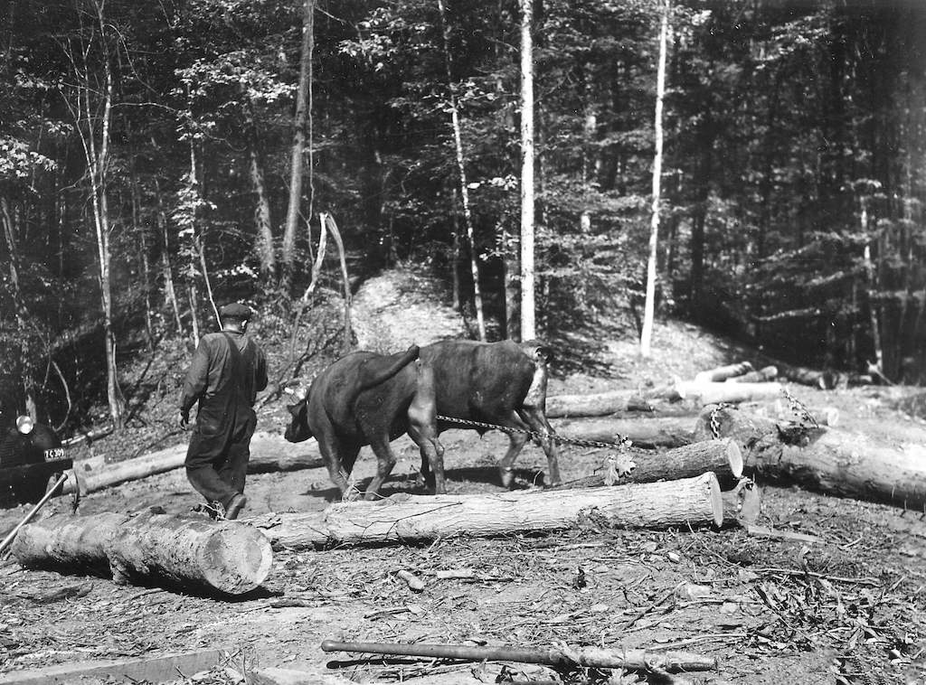 A yoke of oxen skidding an oak log onto the log deck of the portable sawmill in Wayne National Forest- Image from 1940. (<i>Courtesy of the Southeast Ohio History Center</i>)